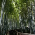 Bamboo