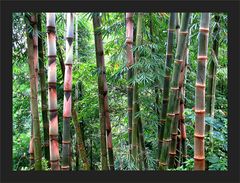 Bamboo