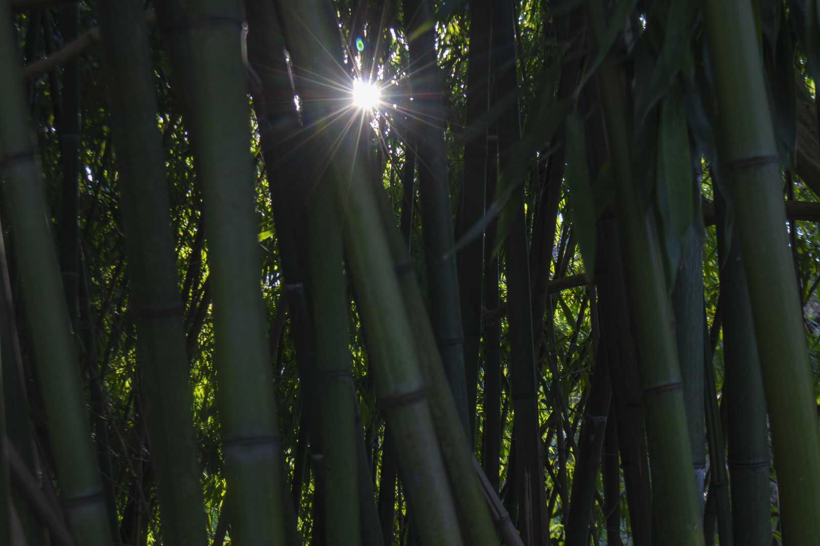 Bamboo!