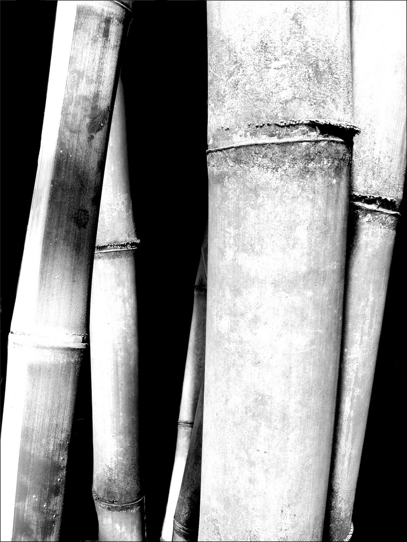 bamboo