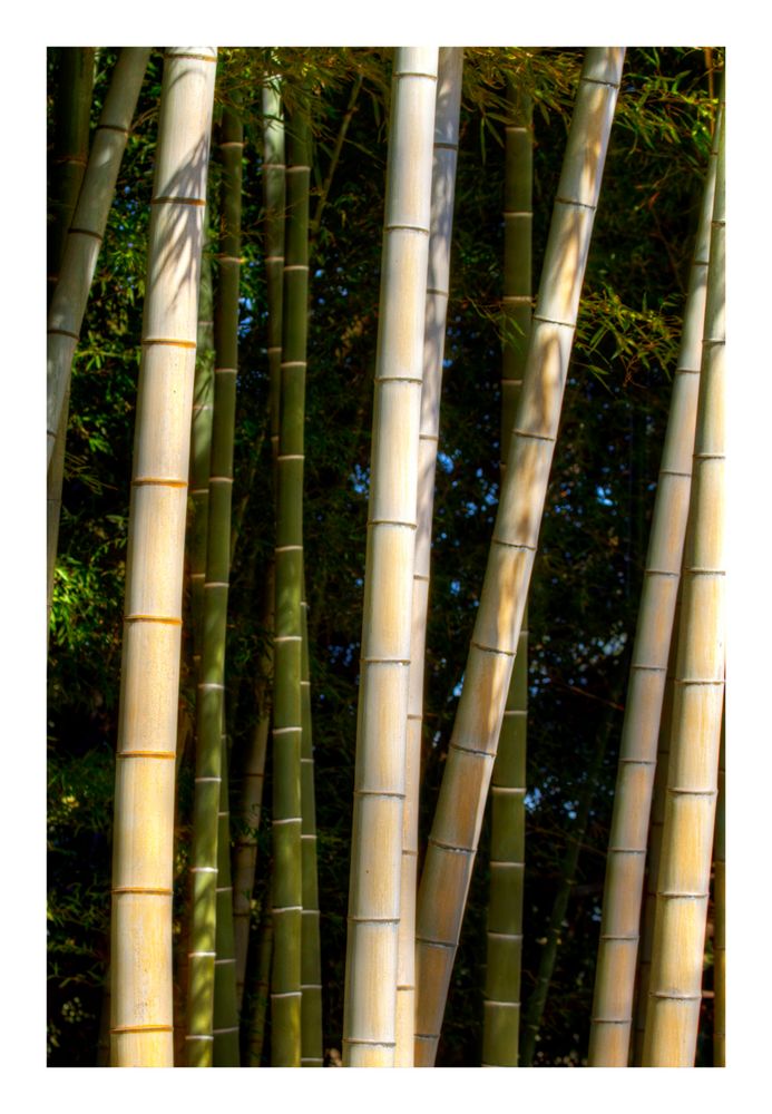 Bamboo