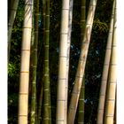 Bamboo