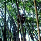 Bamboo climbing