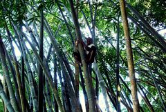 Bamboo climbing