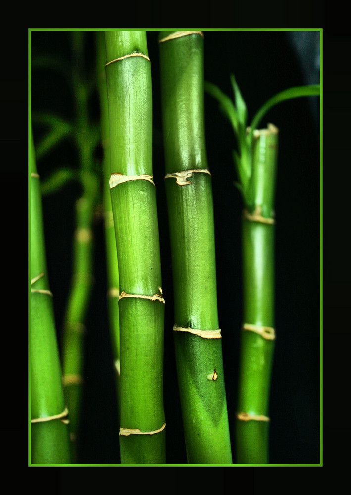 ~Bamboo~