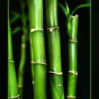 ~Bamboo~