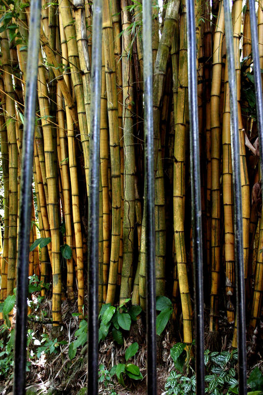 Bamboo