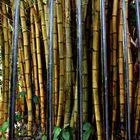 Bamboo