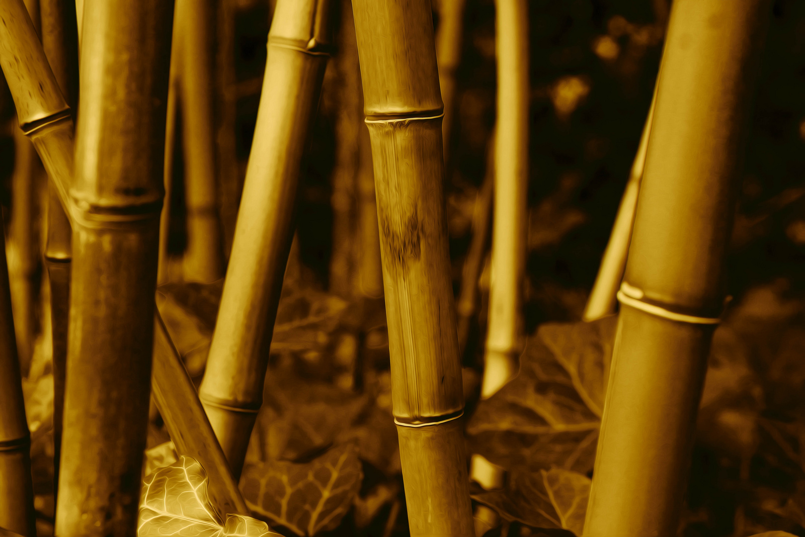 bamboo 