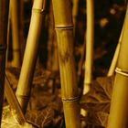 bamboo 