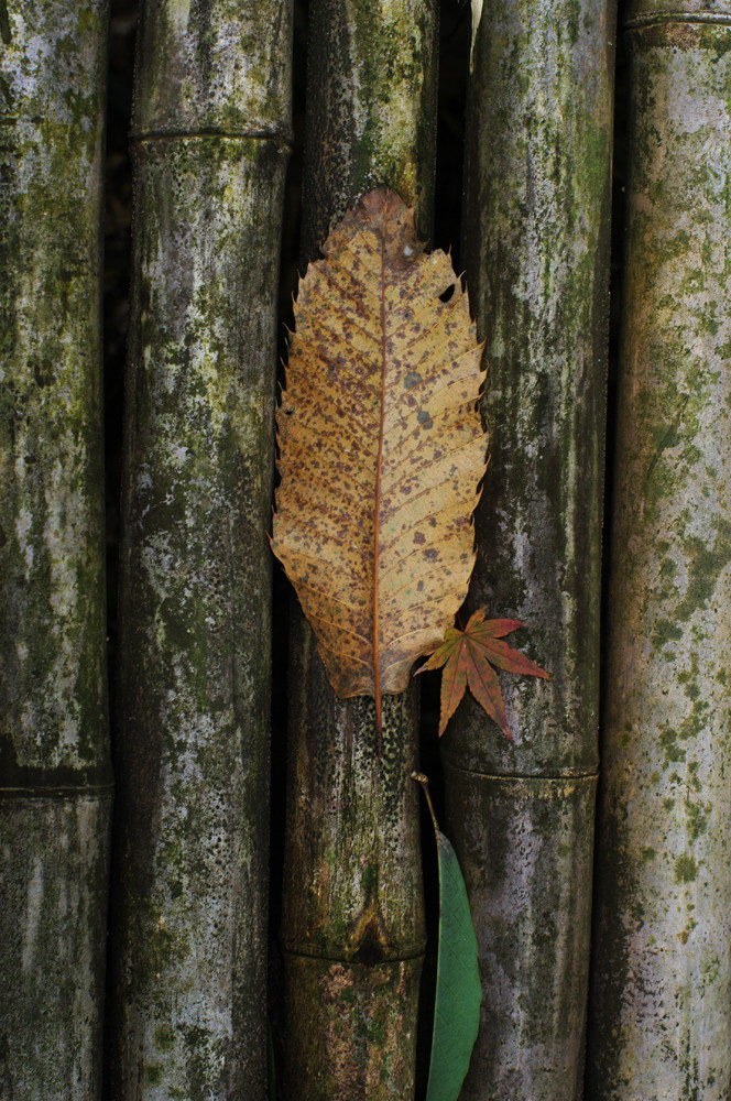 bamboo fence