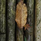 bamboo fence