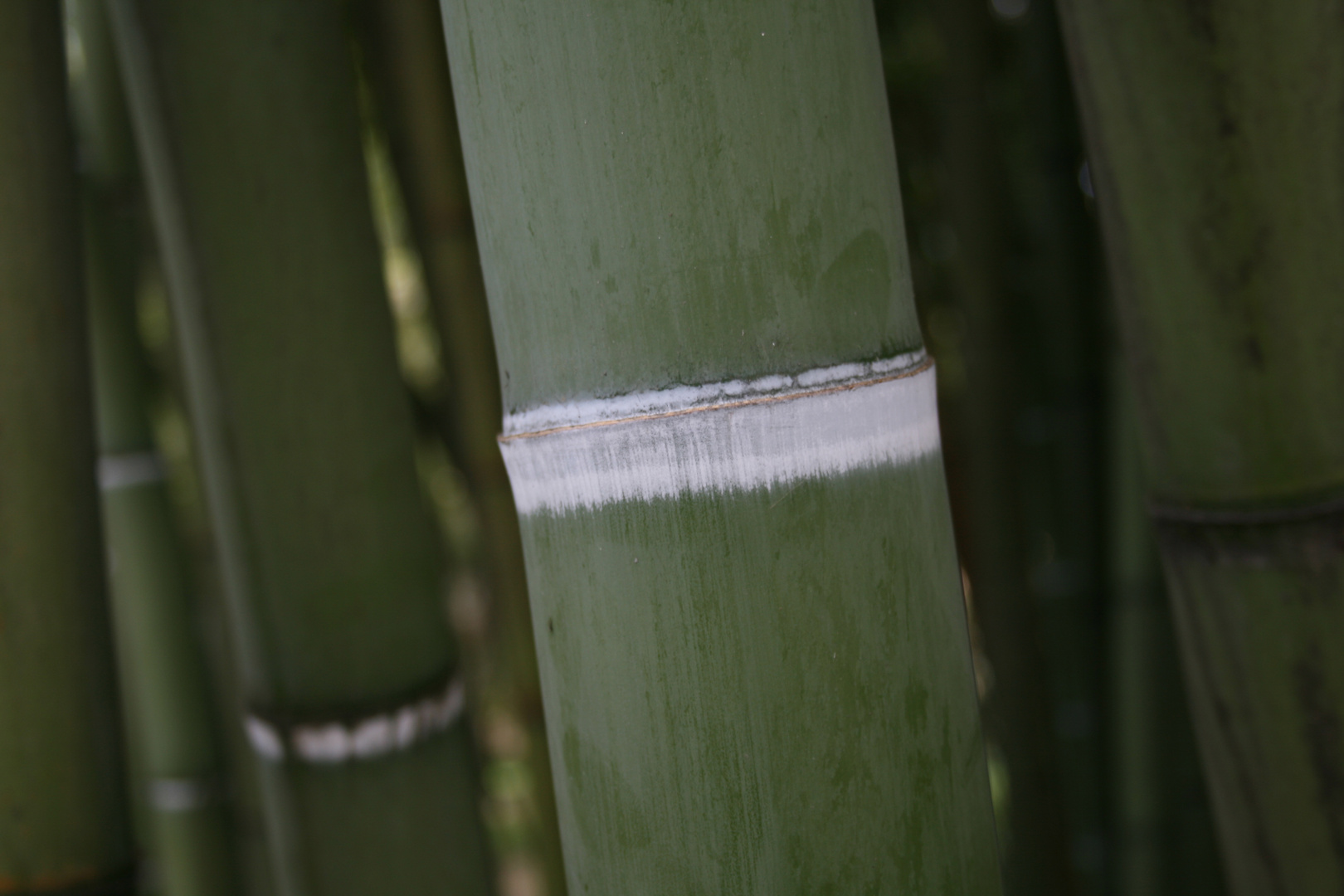 Bamboo