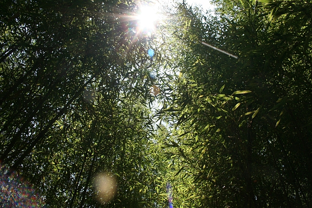 Bamboo forest