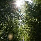 Bamboo forest