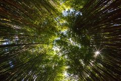 Bamboo Forest