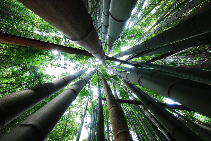 Bamboo forest