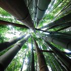 Bamboo forest