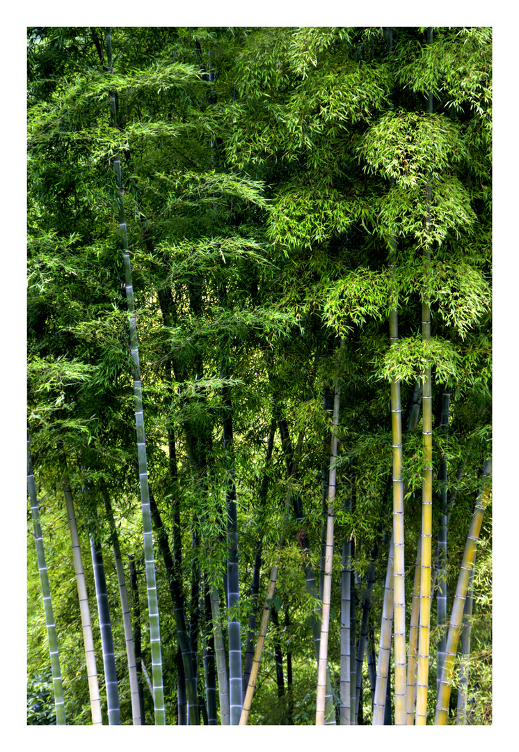 Bamboo forest