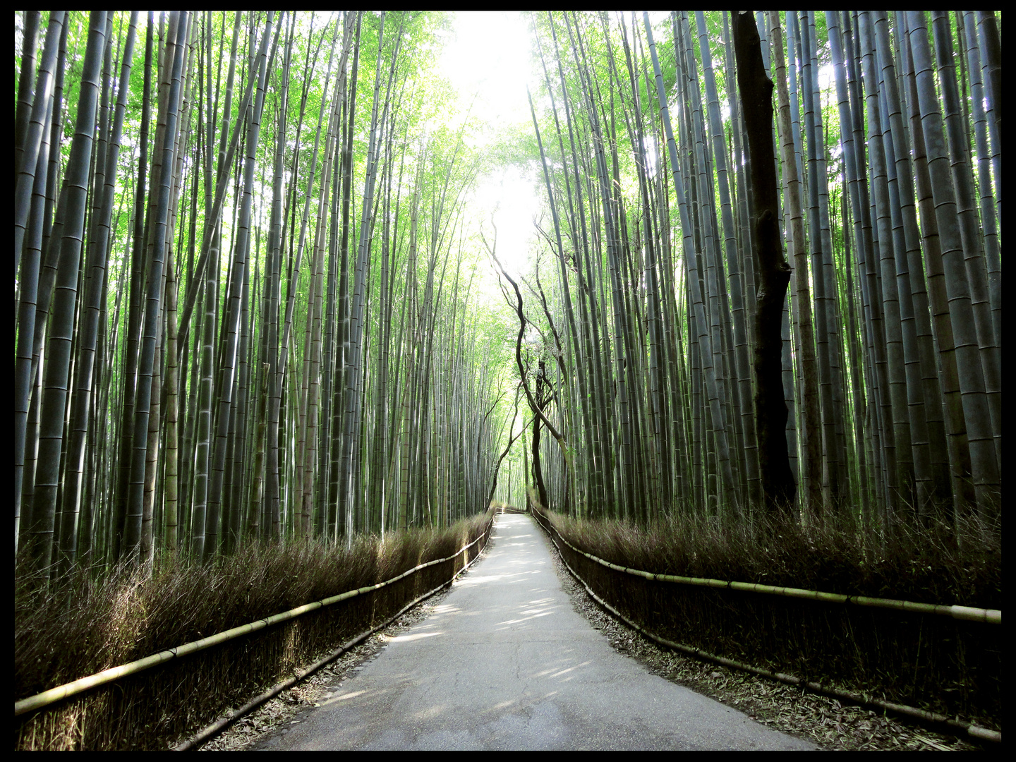 Bamboo Forest, Arashiyama district, Kyoto