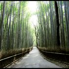 Bamboo Forest, Arashiyama district, Kyoto