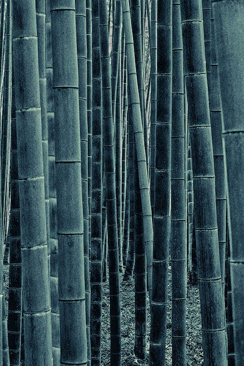 Bamboo forest at Arashiyama