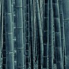 Bamboo forest at Arashiyama