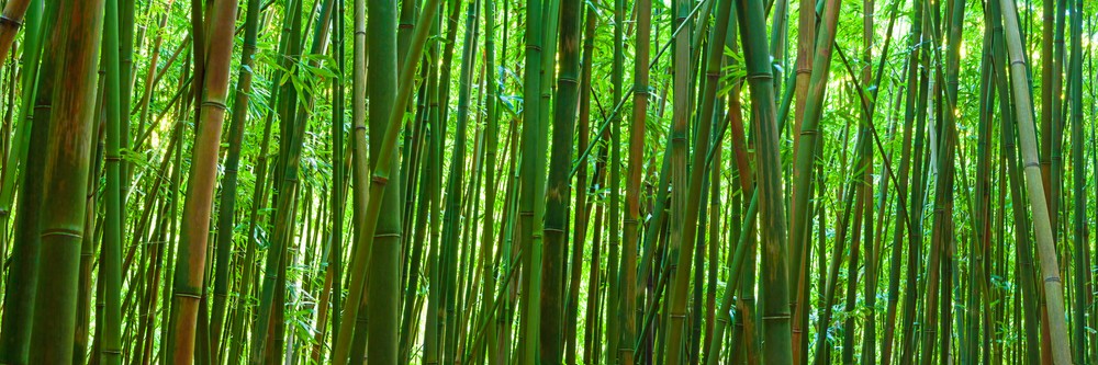 Bamboo Forest III