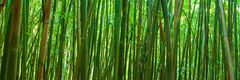 Bamboo Forest III