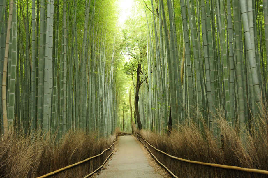 Bamboo Forest Path, Kyoto