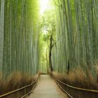 Bamboo Forest Path, Kyoto
