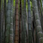 Bamboo Forrest