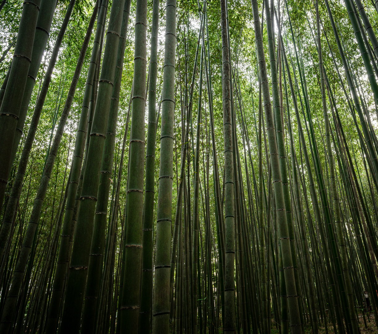 Bamboo garden Kyoto