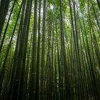 Bamboo garden Kyoto