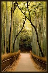 Bamboo Groove, Arashiyama, Kyoto