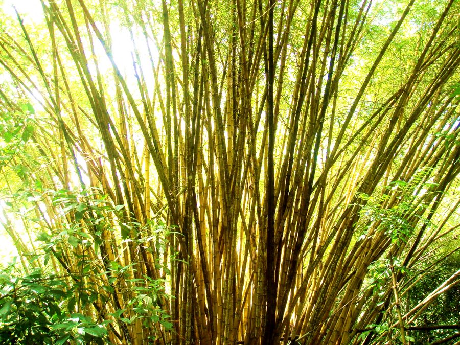 Bamboo in Costa Rica (Manuel Antonio National Parc)