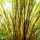 Bamboo in Costa Rica (Manuel Antonio National Parc)