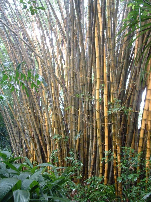 bamboo in singapore