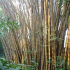 bamboo in singapore