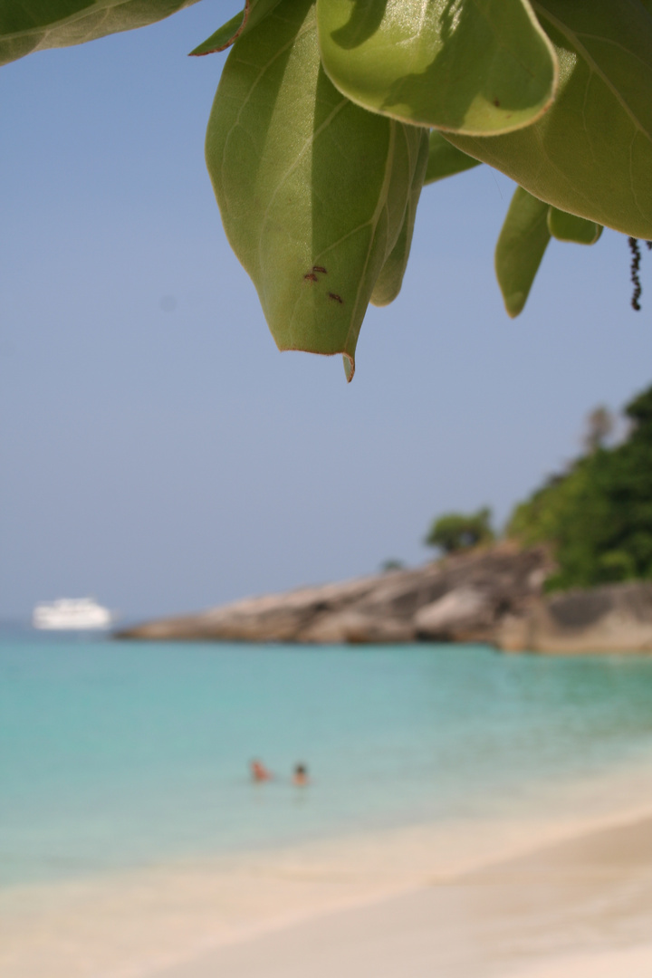 bamboo island