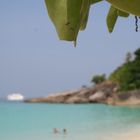 bamboo island