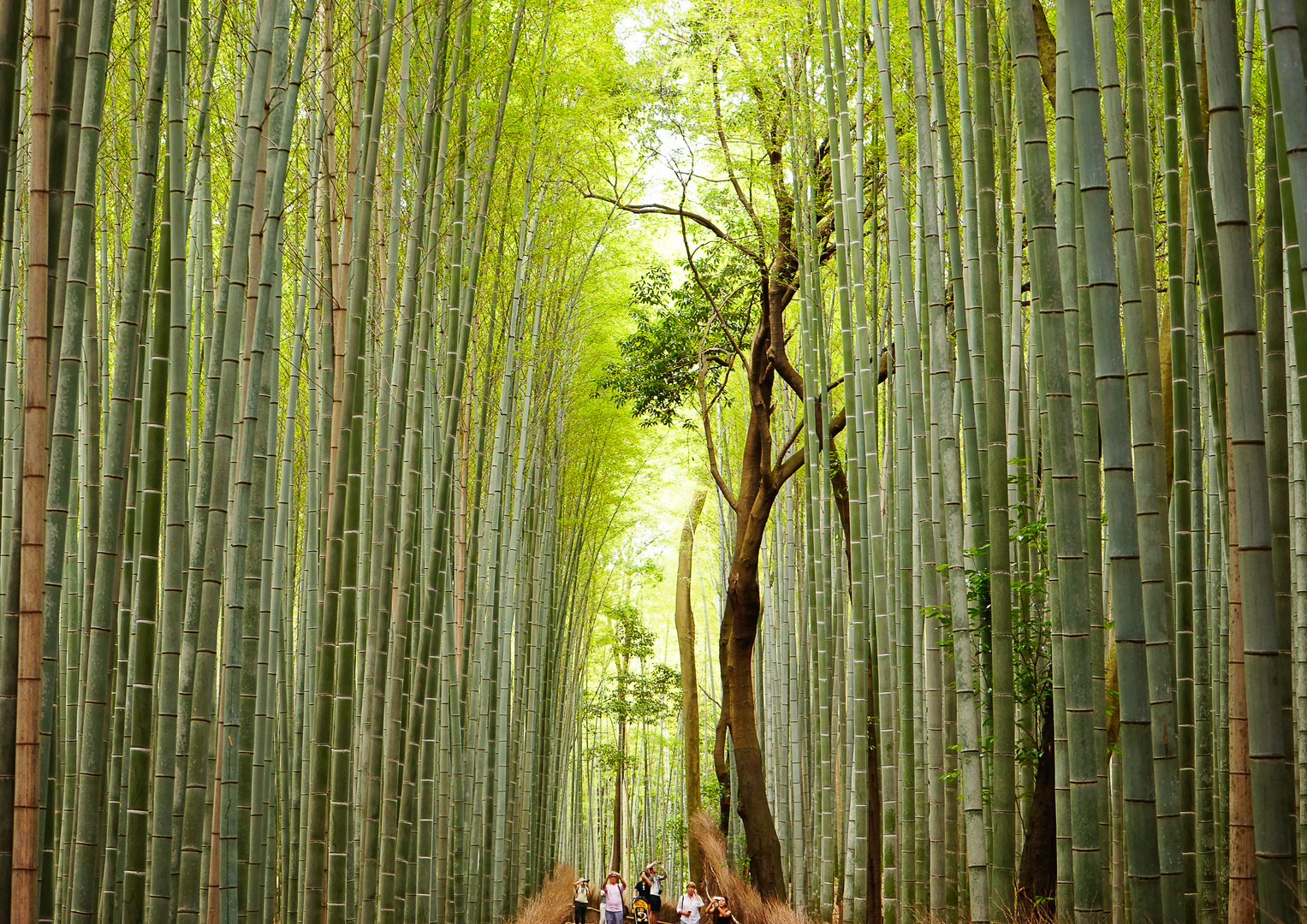 Bamboo land