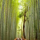 Bamboo land