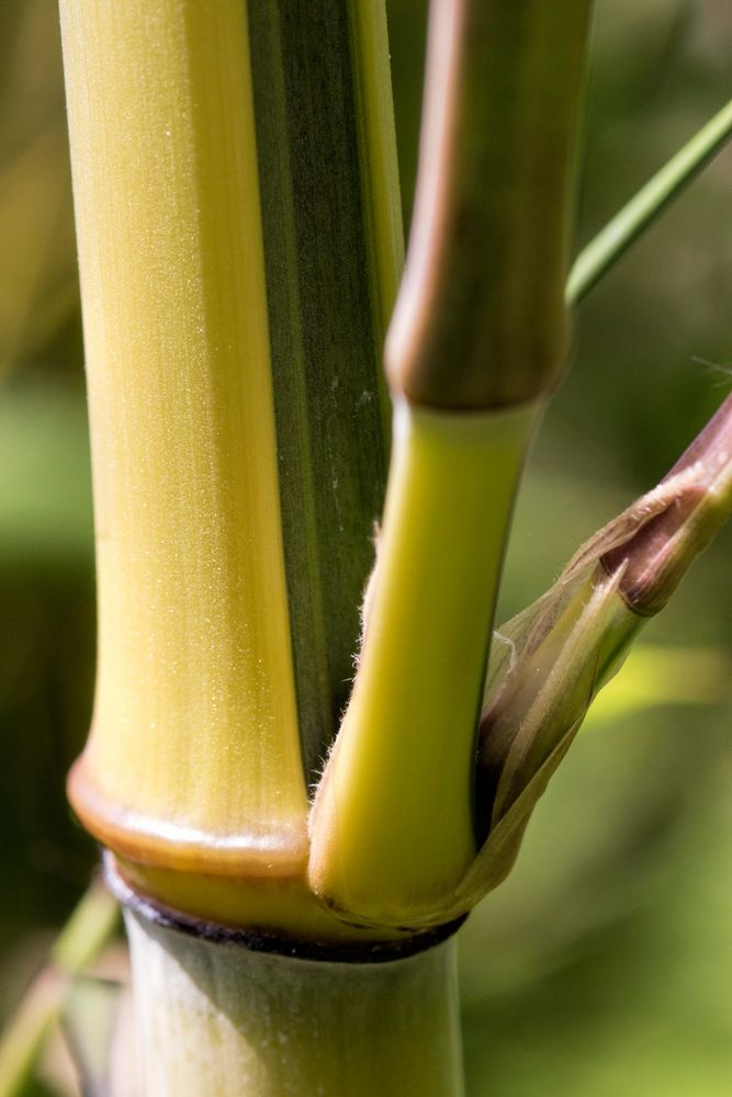 Bamboo Makro