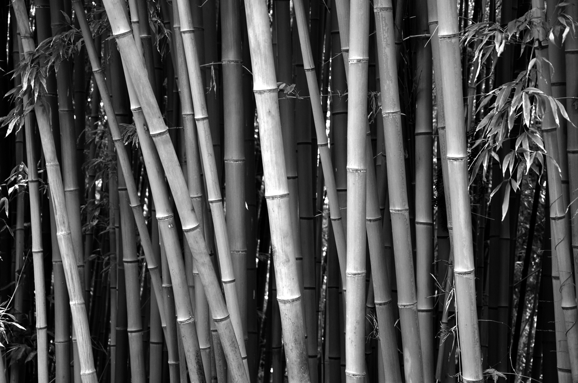 bamboo of the extra class