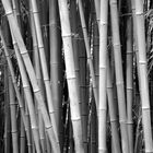 bamboo of the extra class
