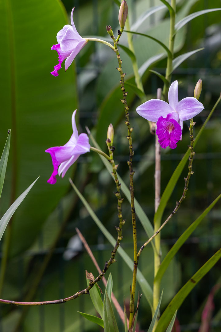 Bamboo Orchid