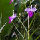 Bamboo Orchid