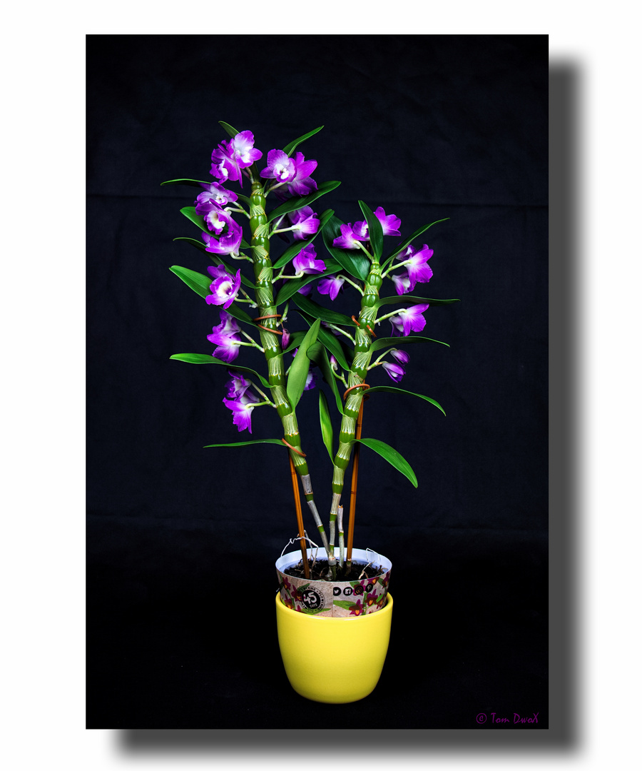 Bamboo Orchid