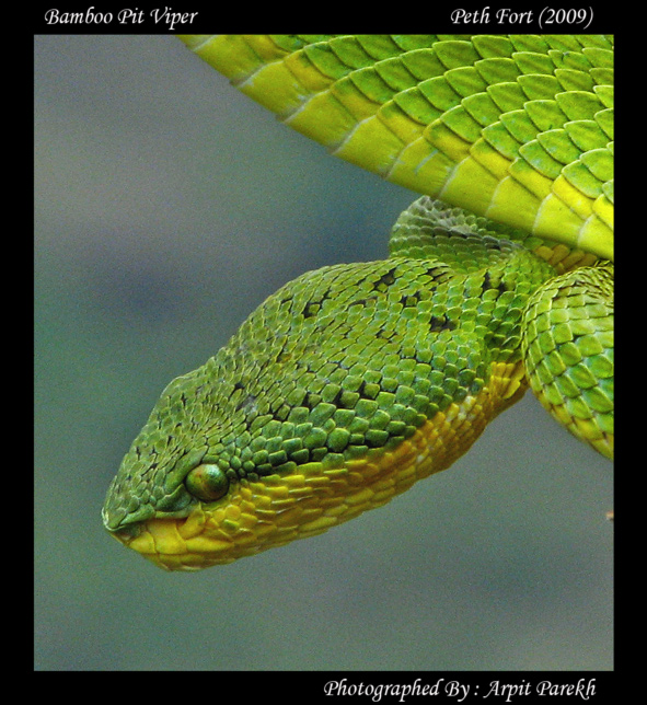 Bamboo pit viper (Trimeresurus gramineus)